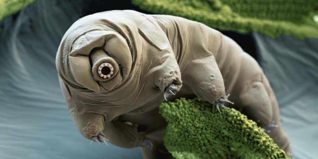 The mighty tardigrade. (Eye of Science)