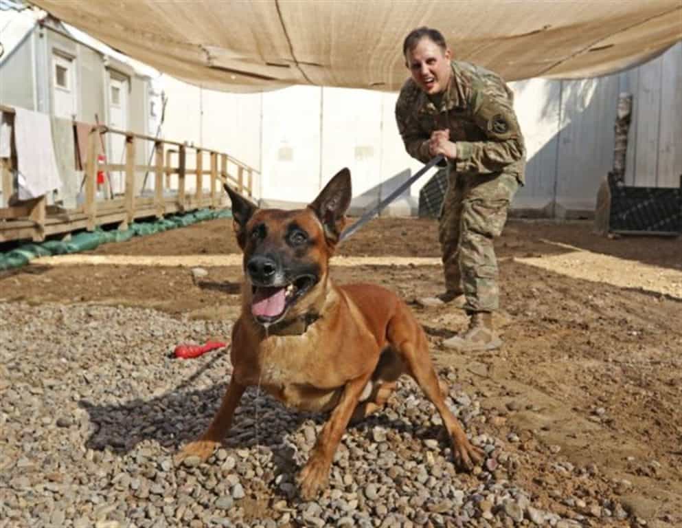 Rrobiek, a Belgian Malinois military working dog, and his handler, Army Staff Sgt. Charles Ogin, 3rd Infantry Regiment, practice bite training after work in Baghdad, Feb. 14, 2017. (U.S. Army photo by Sgt. Anna Pongo)