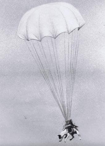 Salvo the U.S. parachuting dog executes a jump during training in 1943. (Photo: U.S. Army Air Force)
