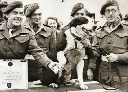 Rob the Paradog was another heroic parachuting dog of World War II awarded the Dickin Medal. (Photo: Imperial War Museum)