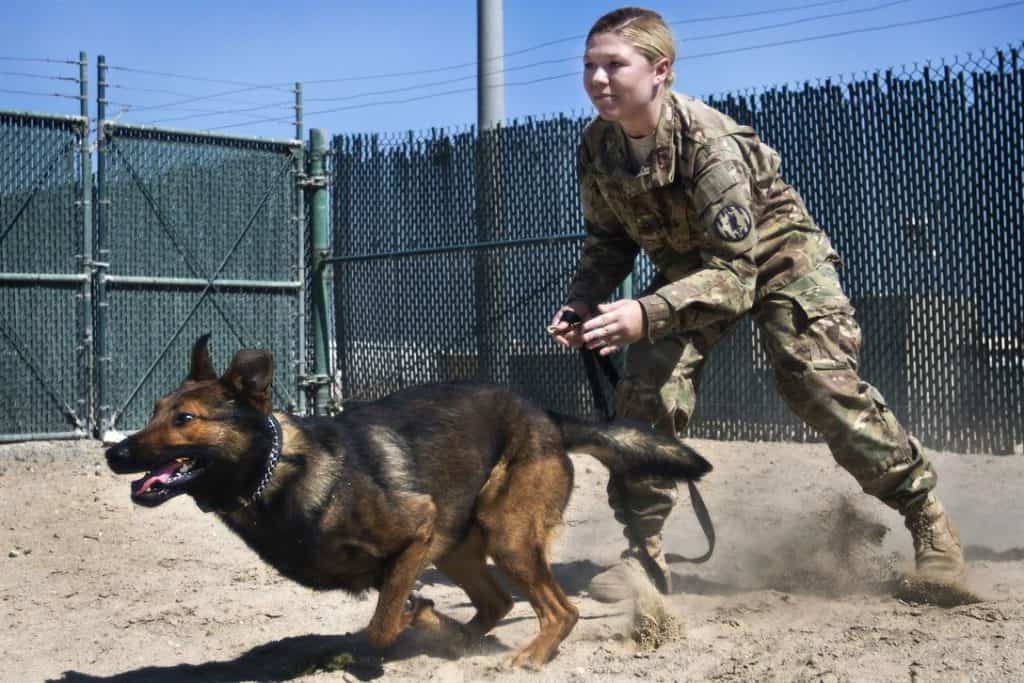 Army Pfc. Heaven Southard releases her military working dog, Jerry, during a demonstration at Camp Arifjan, Kuwait, March 7, 2017. Southard is a military working dog handler assigned to the Directorate of Emergency Services in Kuwait. (U.S. Army photo by Staff Sgt. Dalton Smith)