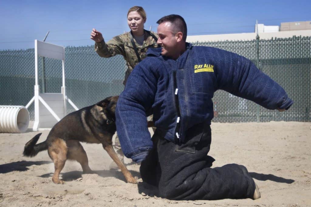 Army Pfc. Heaven Southard, rear, watches as her military working dog, Jerry, bites and takes down Army Staff Sgt. Daniel Sullivan during a demonstration at Camp Arifjan, Kuwait, March 7, 2017. Southard is a military working dog handler assigned to the Directorate of Emergency Services in Kuwait. Sullivan is a public affairs noncommissioned officer assigned to U.S. Army Central. (U.S. Army photo by Staff Sgt. Dalton Smith)