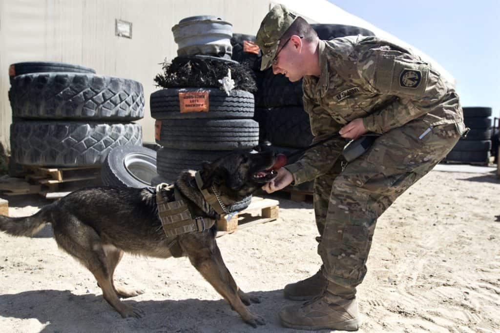 Army Spc. Michael Coffey practices obedience with Diana, his military working dog, during a demonstration at Camp Arifjan, Kuwait, March 7, 2017. Coffey is a military working dog handler assigned to the Directorate of Emergency Services in Kuwait. (U.S. Army photo by Staff Sgt. Dalton Smith)