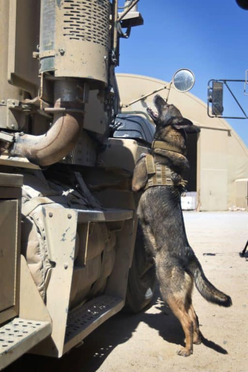 Diana, a military working dog, searches for a training aid during a demonstration at Camp Arifjan, Kuwait, March 7, 2017. (U.S. Army photo by Staff Sgt. Dalton Smith)