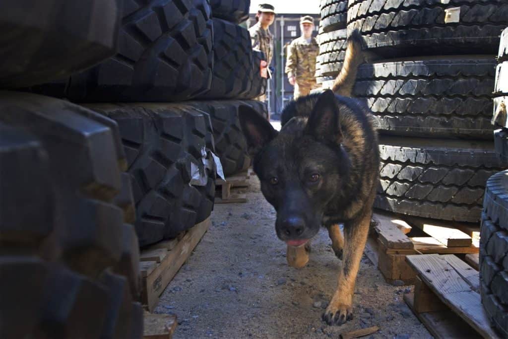 Freddy, a military working dog, searches for a training aid during a demonstration at Camp Arifjan, Kuwait, March 7, 2017. (U.S. Army photo by Staff Sgt. Dalton Smith)