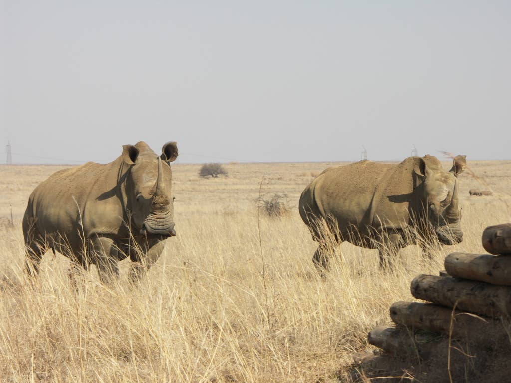 Rhinos grazing in a nature preserve near Gauteng, South Africa (Photo Wikimedia Commons)