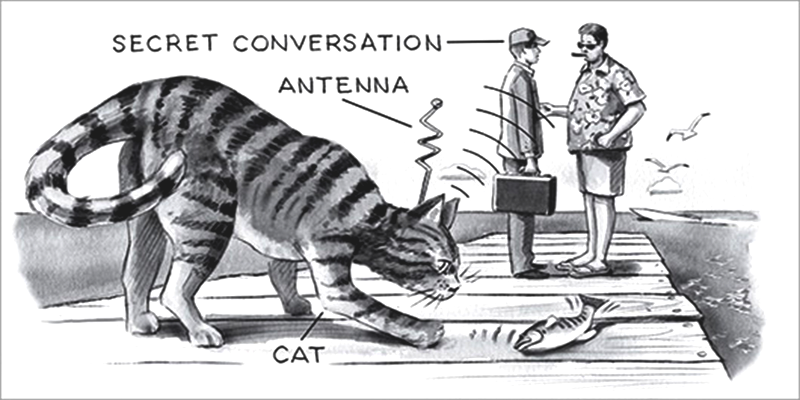 If outfitting cats to be radio transmitters is crazy, then I don't want to be sane.
