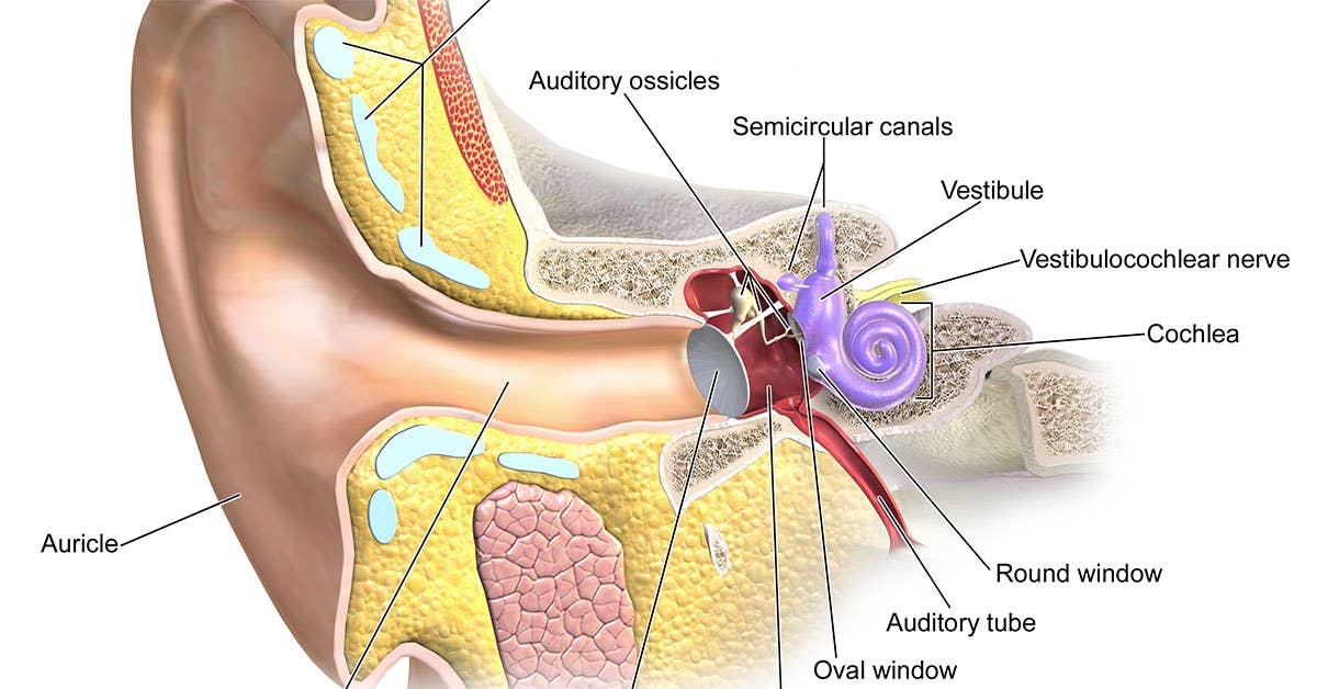 The anatomy of the inner ear. The vestibular system helps regulate balance. Diagram from Wikimedia Commons.