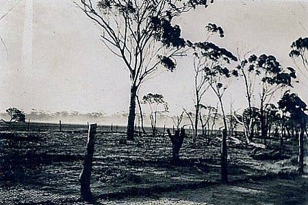 An emu-ravaged farm field in Western Australia (Photo from Wikimedia Commons)