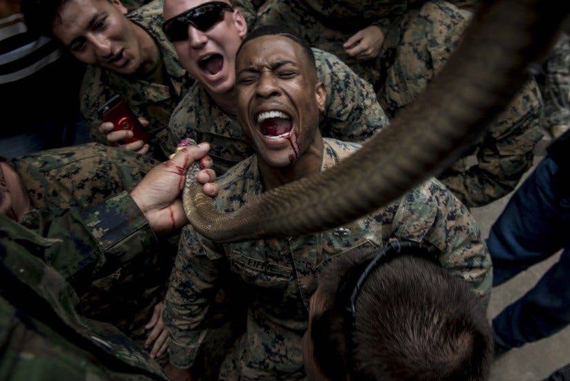 Marine Corps Sgt. Christopher Fiffie, who's assigned to the 3rd Reconnaissance Battalion, 3rd Marine Division, drinks cobra blood during jungle survival training in Sattahip, Thailand, Feb. 19, 2018. The training was conducted as part of Exercise Cobra Gold 2018. Snake blood can be consumed to keep an individual hydrated while the meat can be used as a source of nutrition. (Air Force photo by Staff Sgt. Micaiah Anthony)