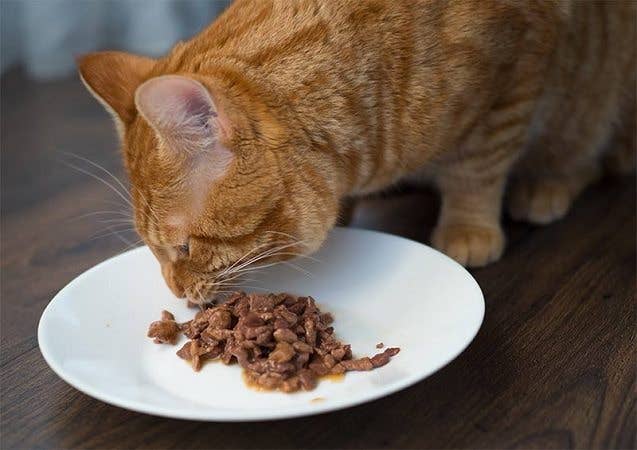 Better than the smell of the Meow Mix&nbsp;— I mean a Meal, Ready to Eat.(Photo by Happy Cat)