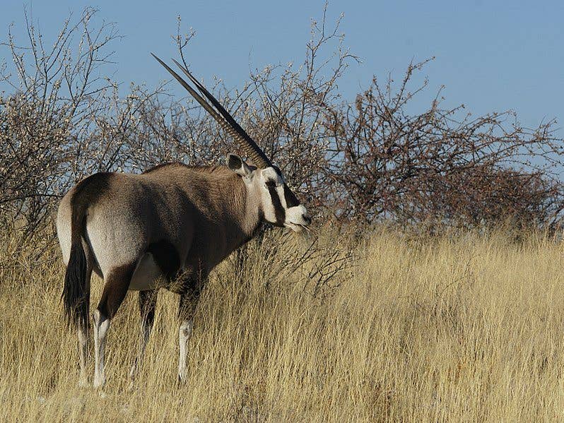 An Oryx near Wolfsnes, western Etosha National Park, Namibia. (Photo by Hans Hillewaert)