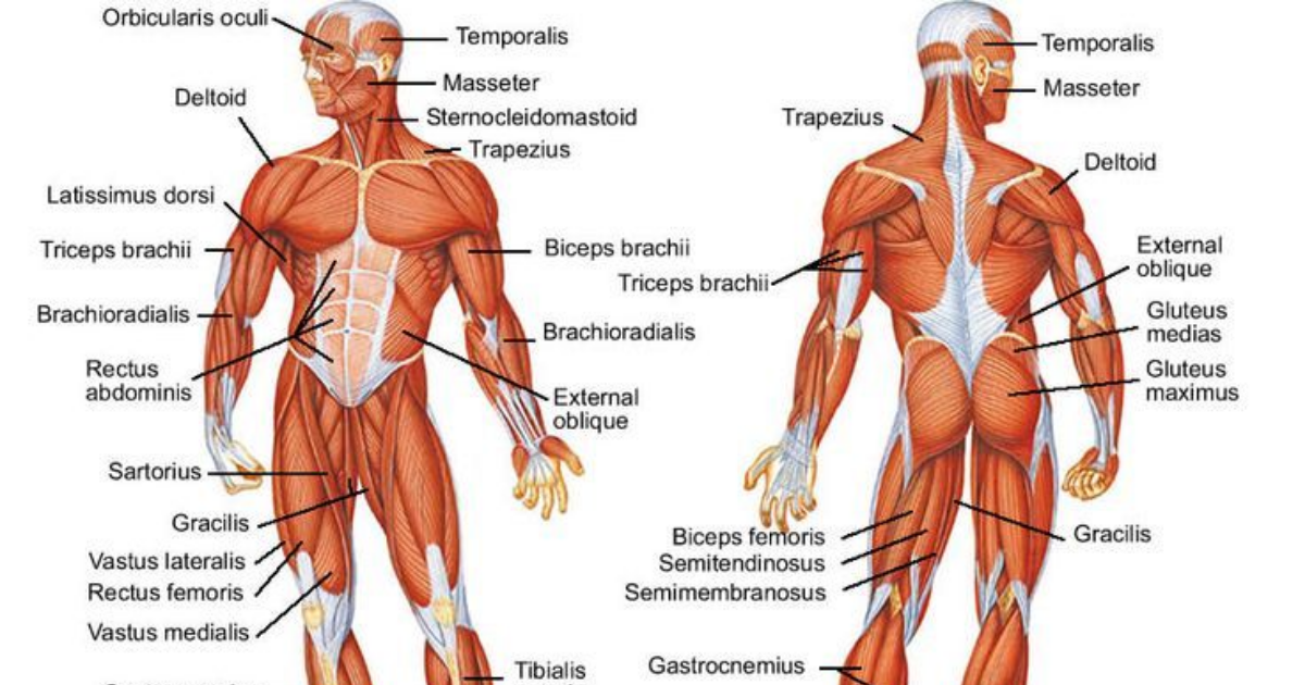 A short list of the muscles in the human body.