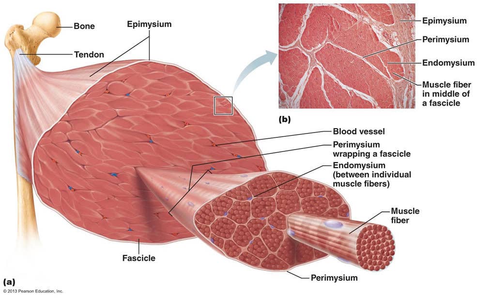 Illustration of the structure of muscle fibers. 