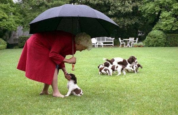 Mrs. Bush takes Millie's puppies out for a walk in the Rose Garden of the White House.