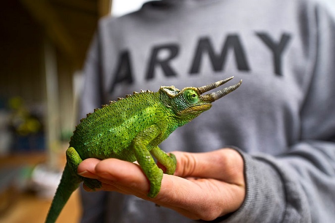 Chameleon. Pets are technically allowed in the barracks on occasion