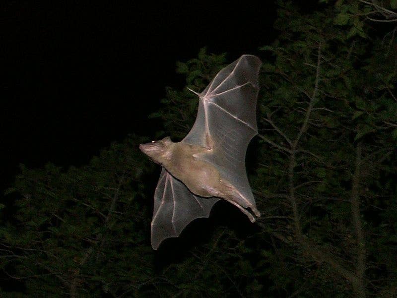 An Egyptian fruit bat in flight.