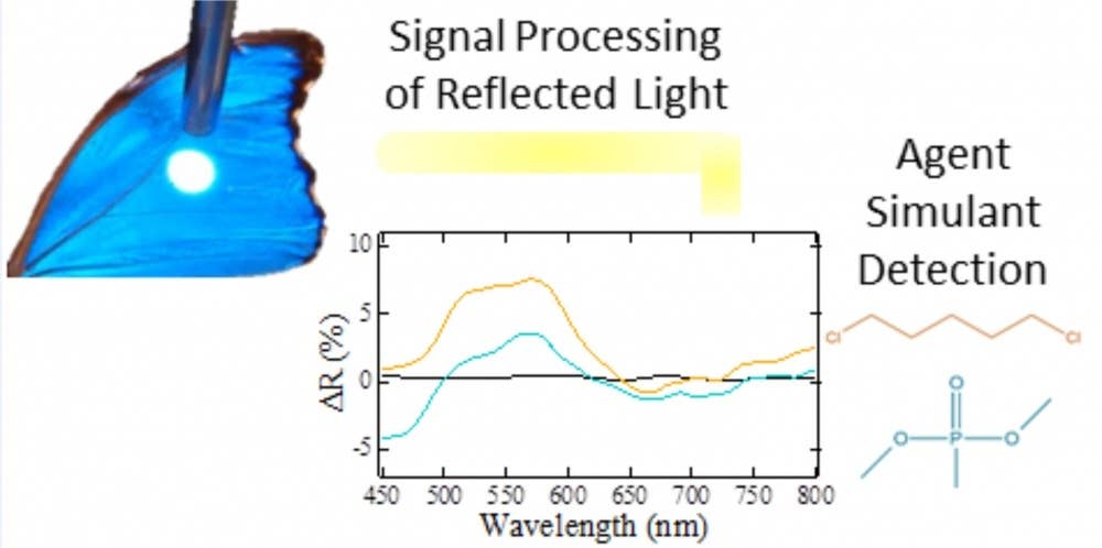 Notional image illustrating how light reflected from butterfly wing scales results in unique data when in the presence of different vapors. Experimental data is shown for dichloropentane (orange), a mustard gas simulant, and dimethyl methylphosphonate (blue), a sarin simulant.