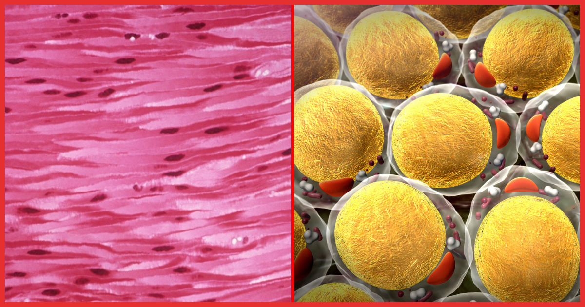 A closer look at your muscle (left) and fat cells.
