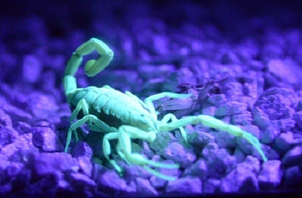 scorpion bug problems