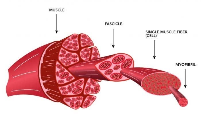 The basic breakdown of a muscle's anatomy.