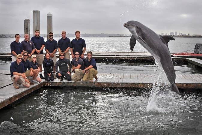 The dolphins get much more love because, well, they're more useful to the Navy.