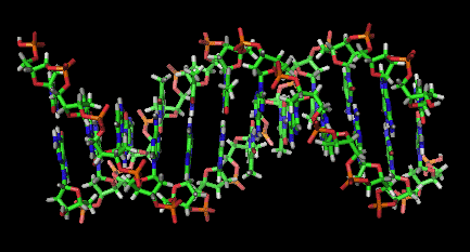 A section of DNA