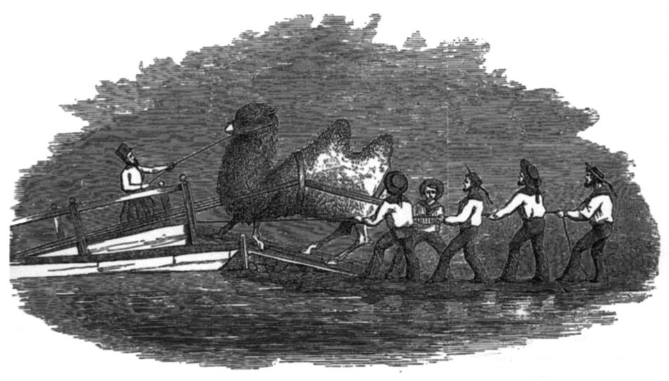 Gwinn Heap's illustration for Jefferson Davis' (at that time Secretary of War) report to the U.S. Congress in 1857. The drawingu00a0illustrated the journey of the camels to the United States.