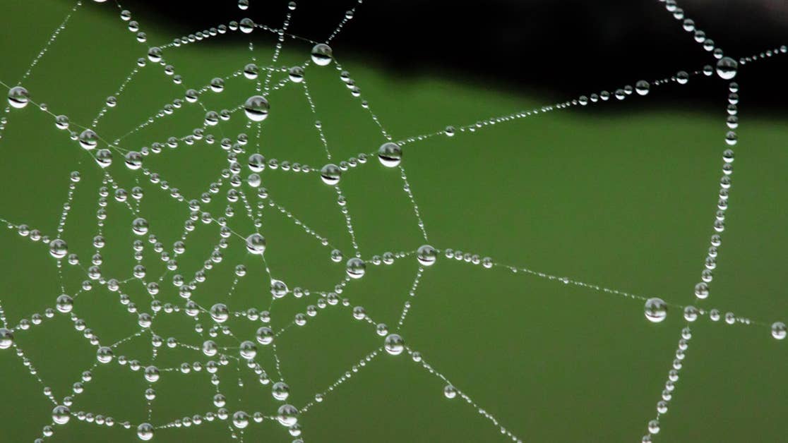 High-tech body armor of the future could come from spider butts