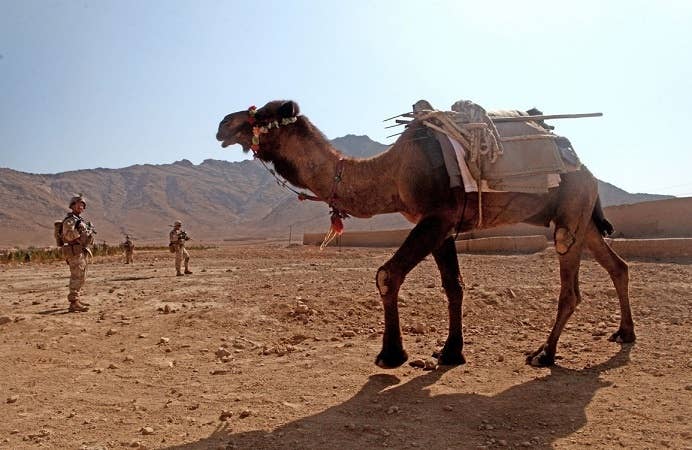 feral camels