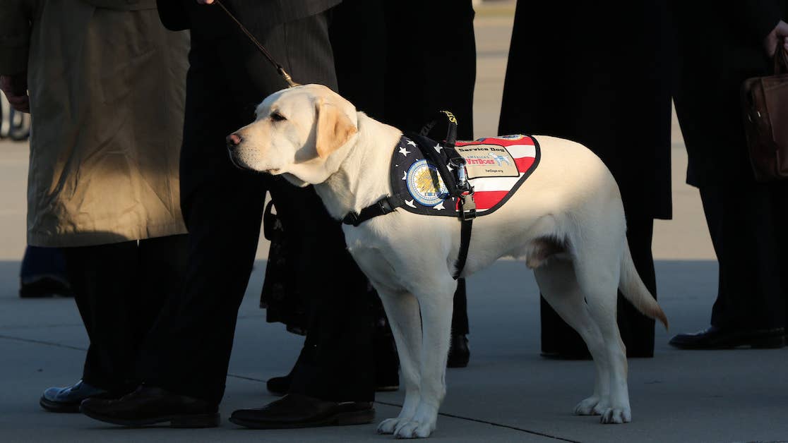 President George H.W. Bush&#8217;s service dog &#8216;enlists&#8217; at Walter Reed