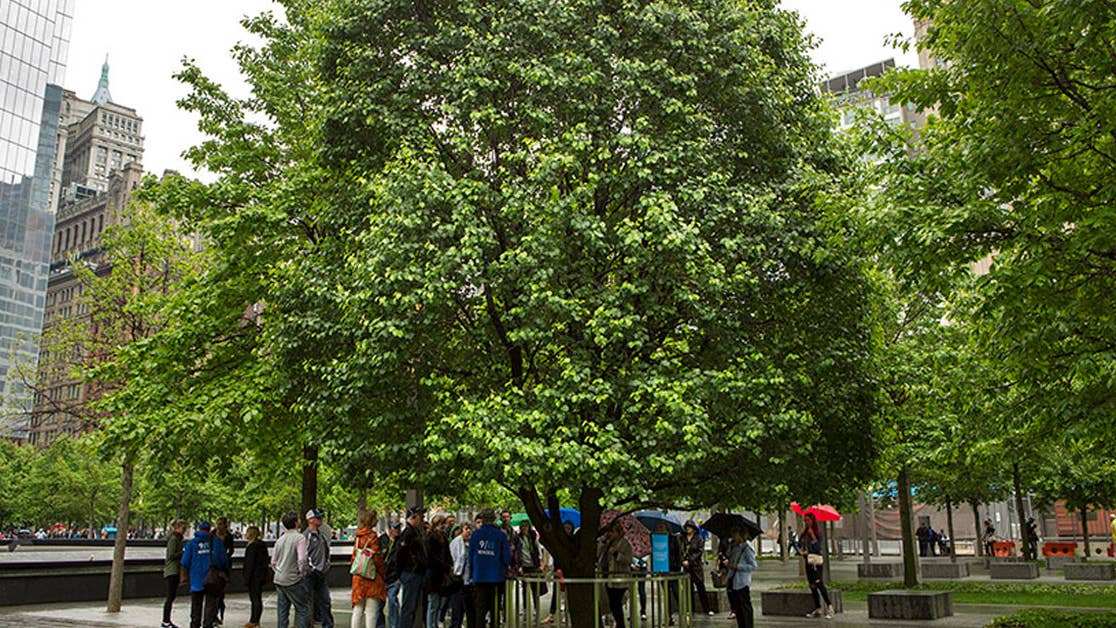 The &#8216;Survivor Tree&#8217; is the only living thing to come out of the 9/11 rubble