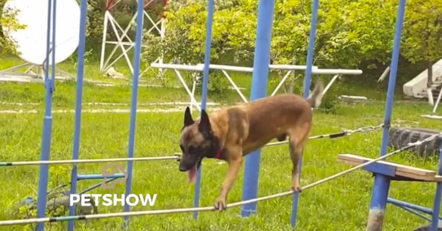 Watch this amazing police dog traverse tricky obstacles
