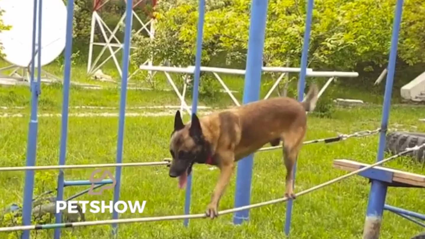 Watch this amazing police dog traverse tricky obstacles
