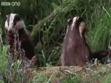 Theodore Roosevelt, like the badger, don't give a f*ck. (<a href="https://giphy.com/gifs/badger-dancing-wildlife-8XE0ZDXCrkuRy" target="_blank" rel="noreferrer noopener">Giphy</a>)
