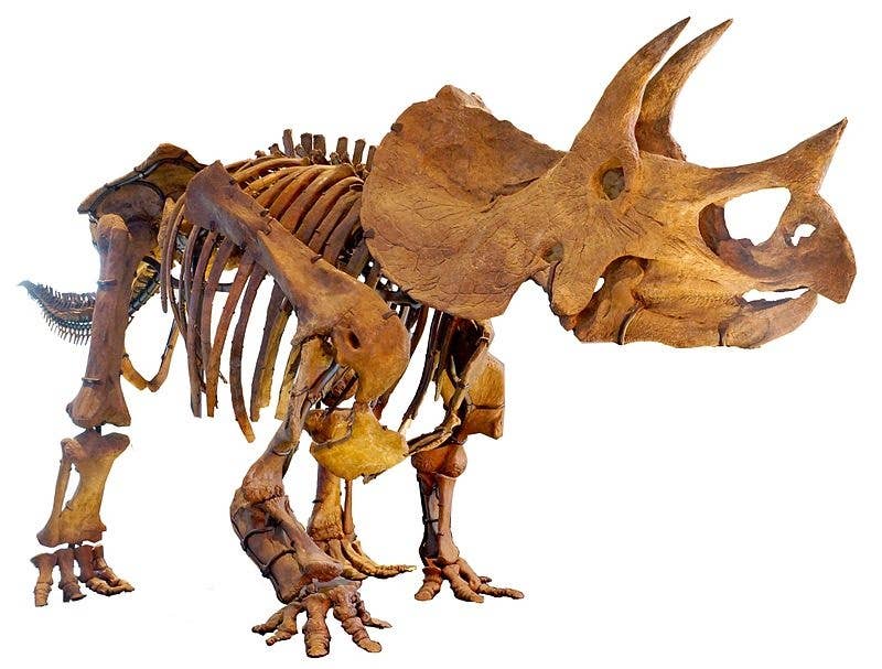 From dragons to giants, here&#8217;s what people first thought of dinosaur bones