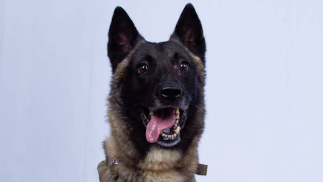 This is the US military dog that helped take down ISIS leader
