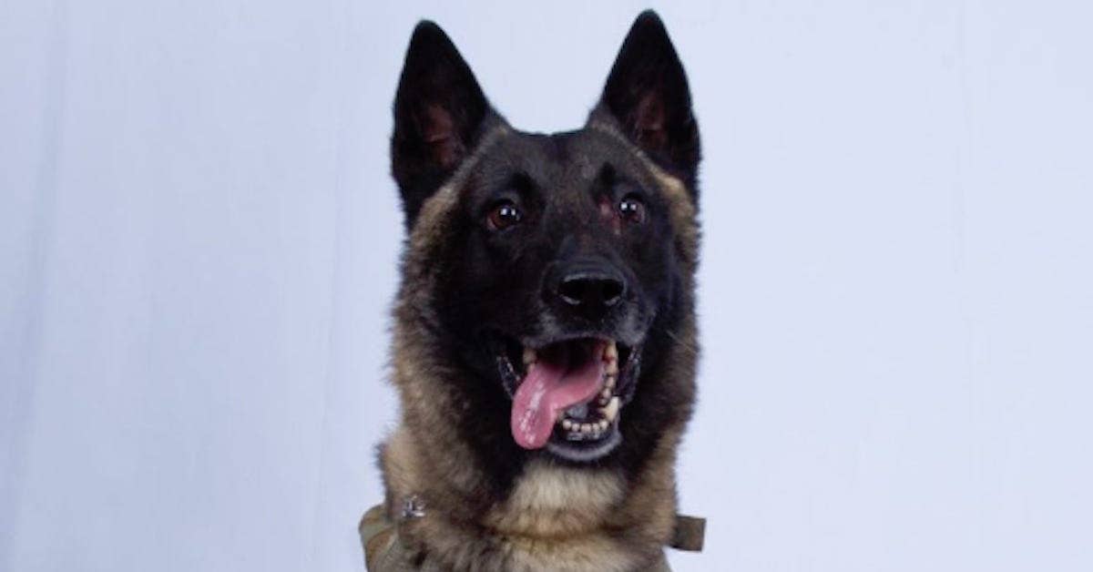 Gender revealed for the dog that helped take down ISIS leader