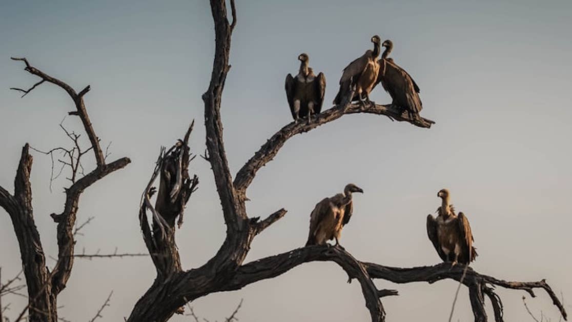 Vultures are taking over a Customs and Border Protection radio tower