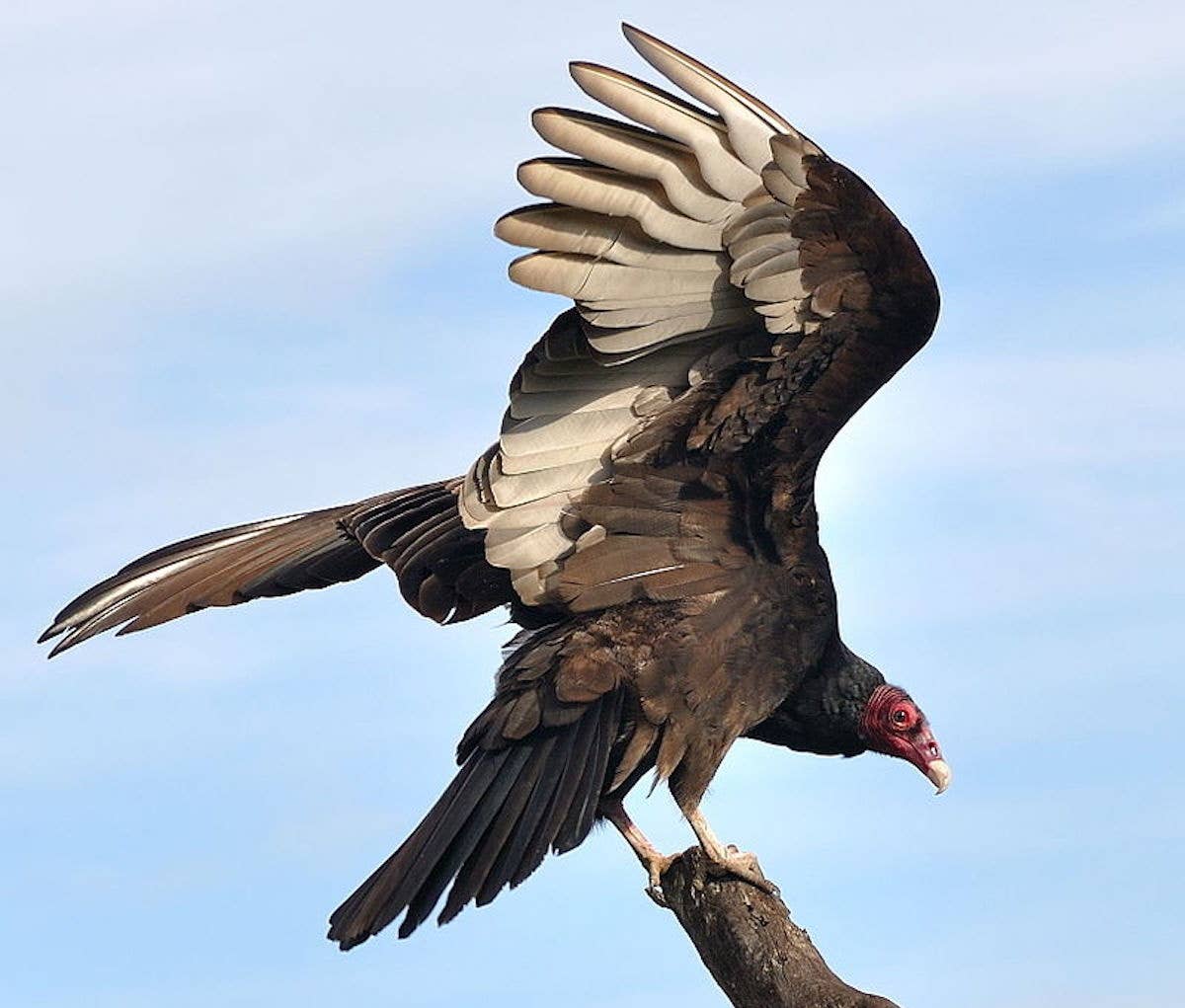 Vultures are taking over a Customs and Border Protection radio tower