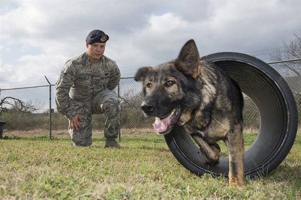 air force military working dog