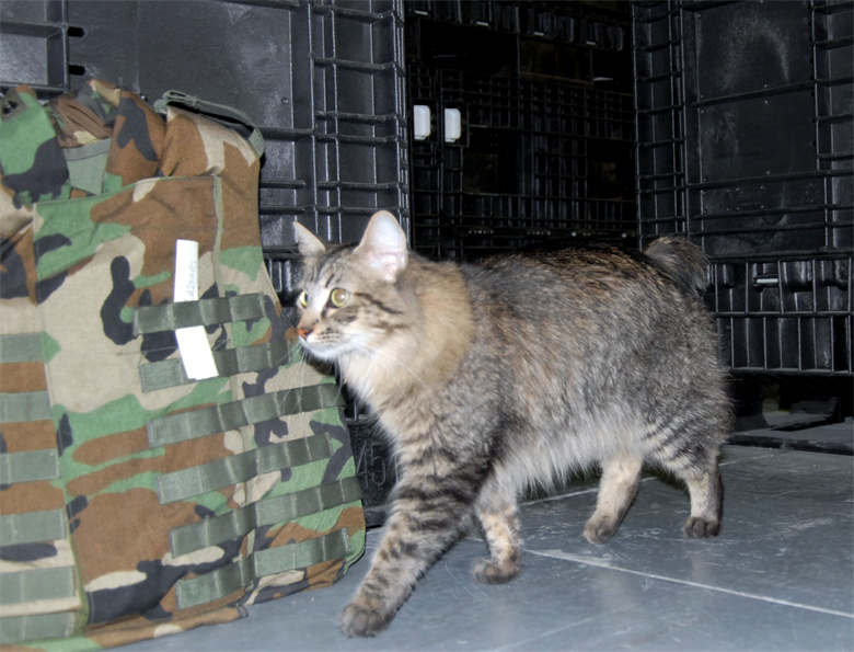 April Fools in the military cat