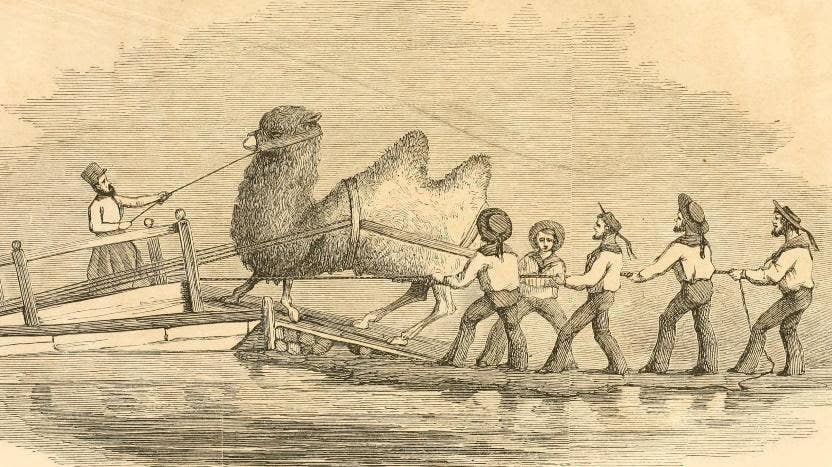 Sailors of the USS Supply load a camel. (Illustration by U.S. War Department)