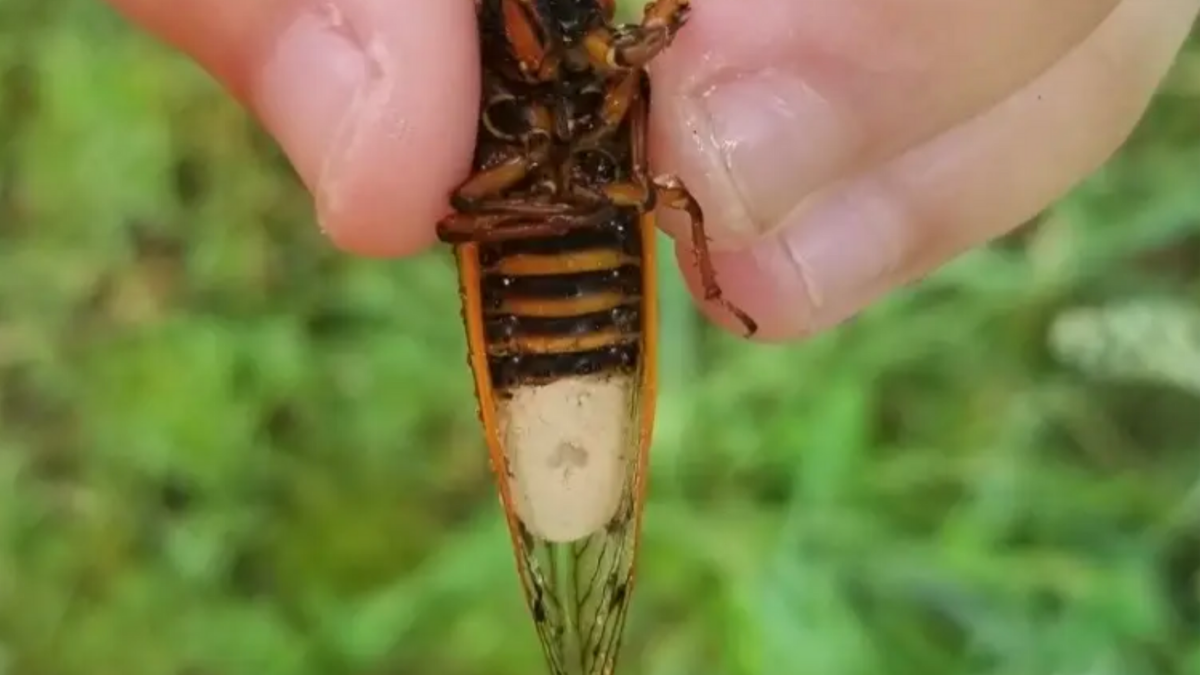 Zombie cicadas in the US lure victims with promises of sex before passing on a deadly, mind-controlling parasite