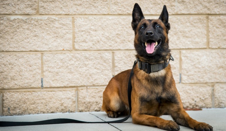 Brothers in paws: A list of military-utilized dog breeds