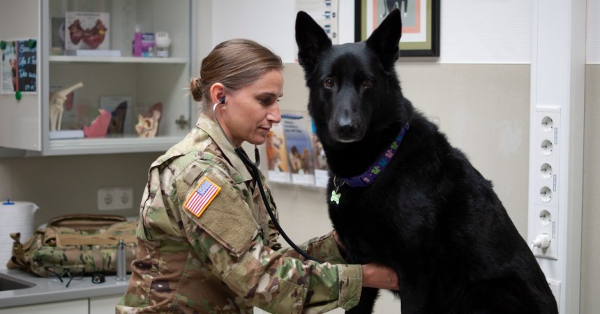 What do military working dogs do?