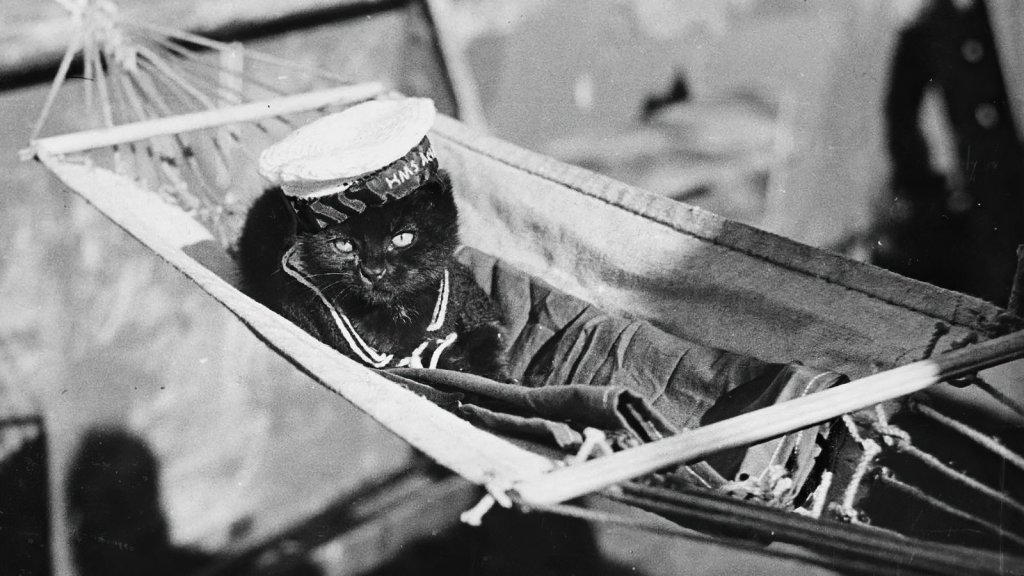 Cat in hammock during World War I