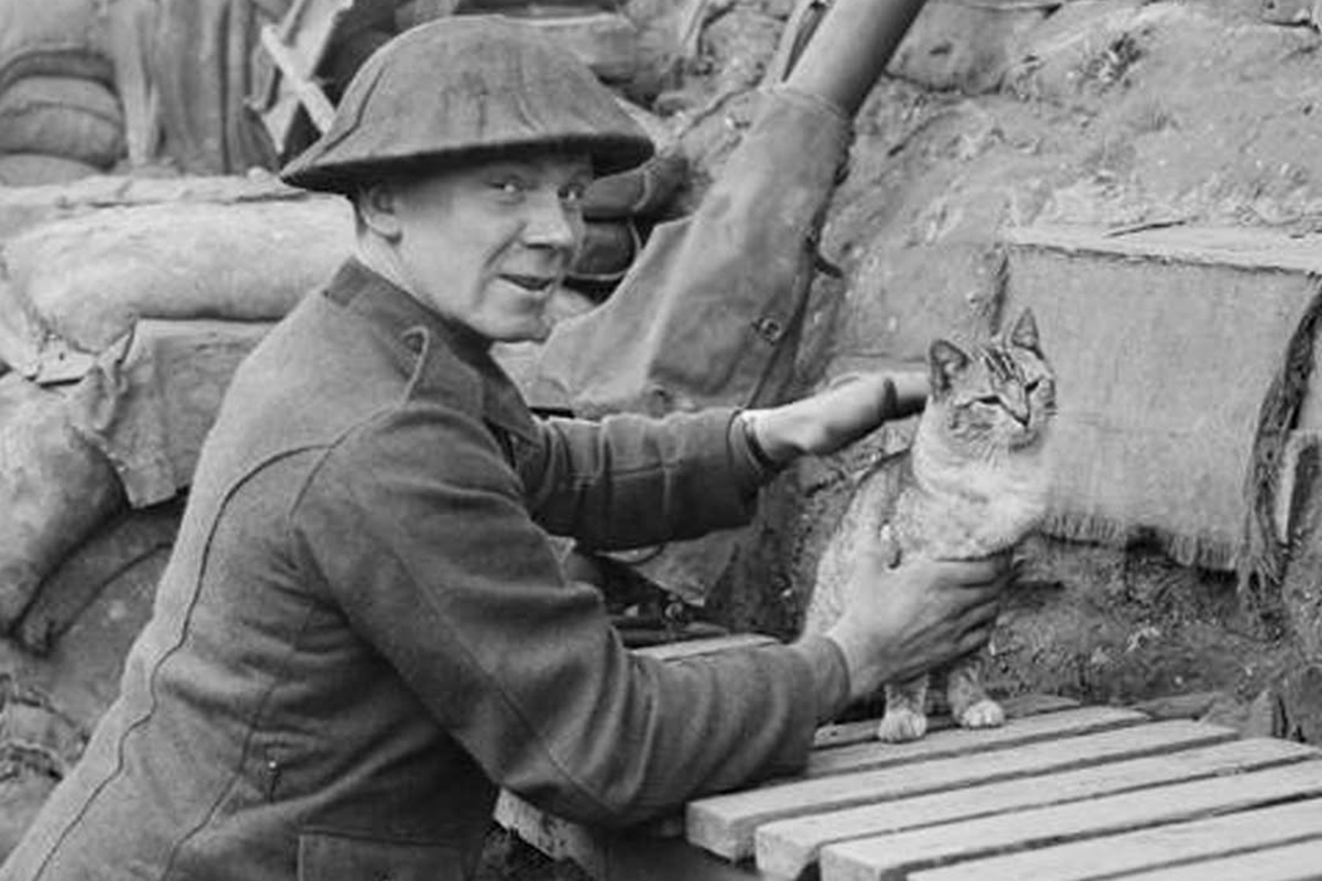 Soldier pets a cat during World War I.