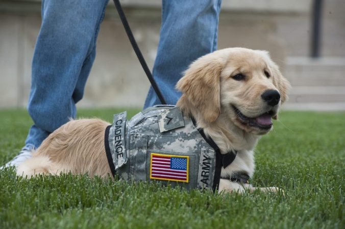 The PAWS Act allows the VA to pay for service dogs for veterans with PTSD