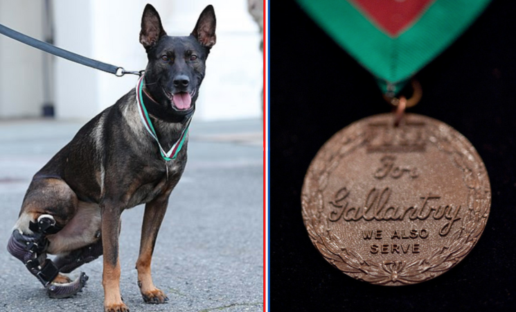 Why an award for military dogs is long overdue